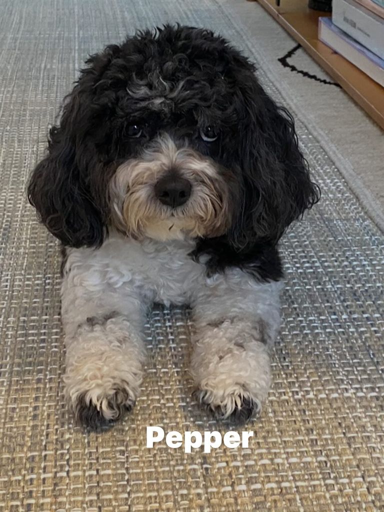 photo of al roker and deborah roberts late family dog pepper