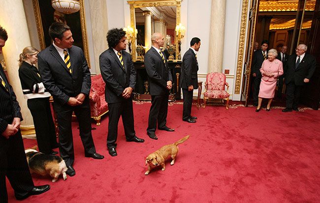 the queen corgis in palace