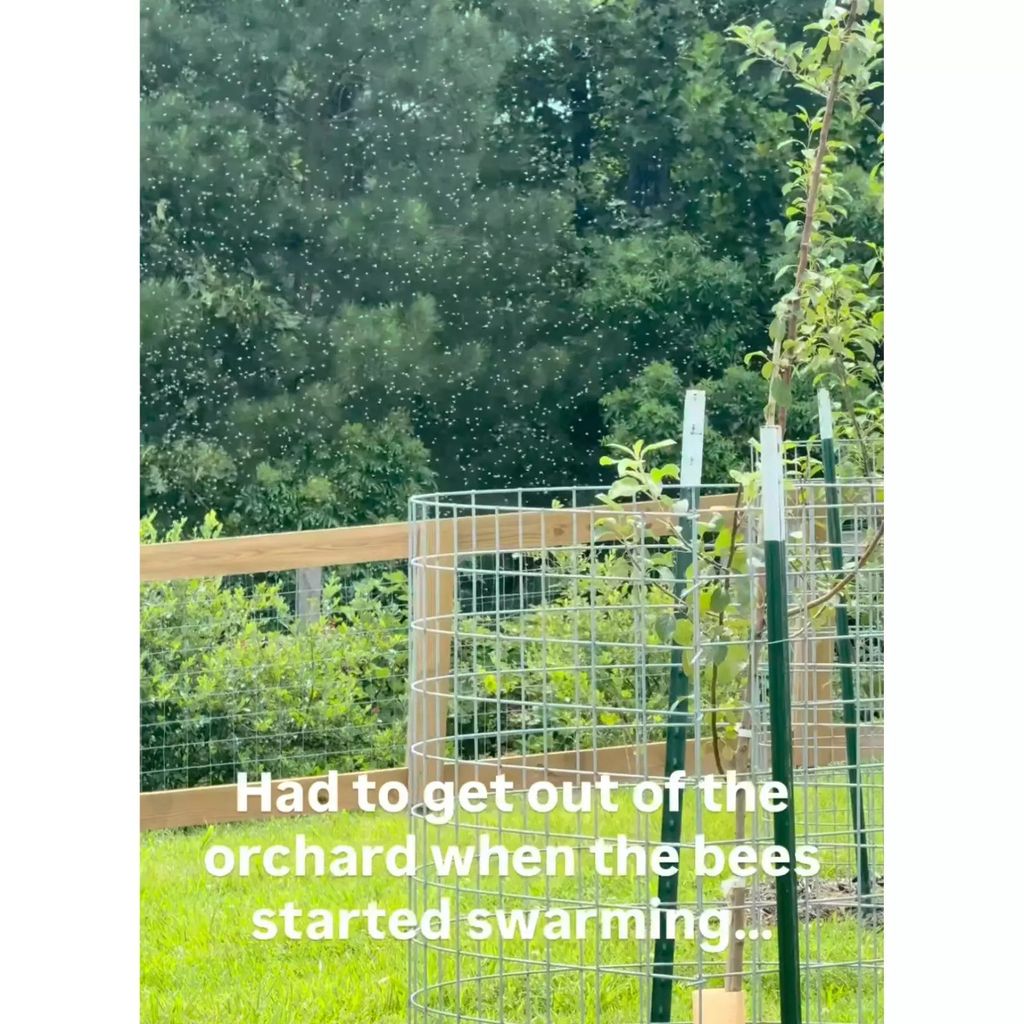 photo of bees at carrie underwood farm