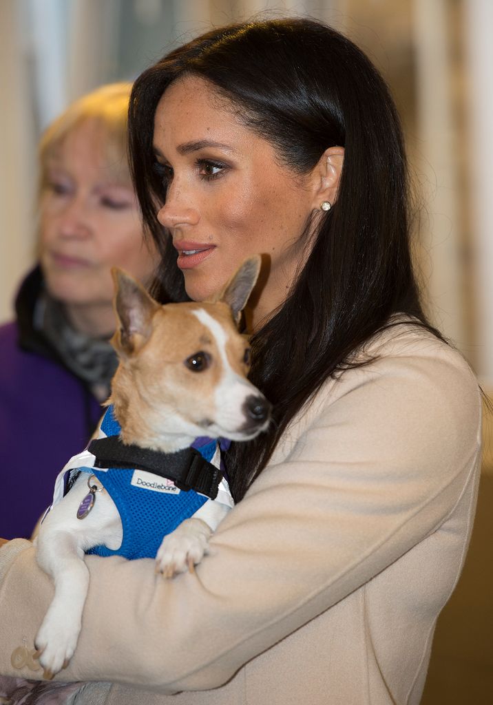 meghan markle holding jack russell