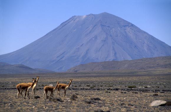 Vicunas roam the land around Misti volcano