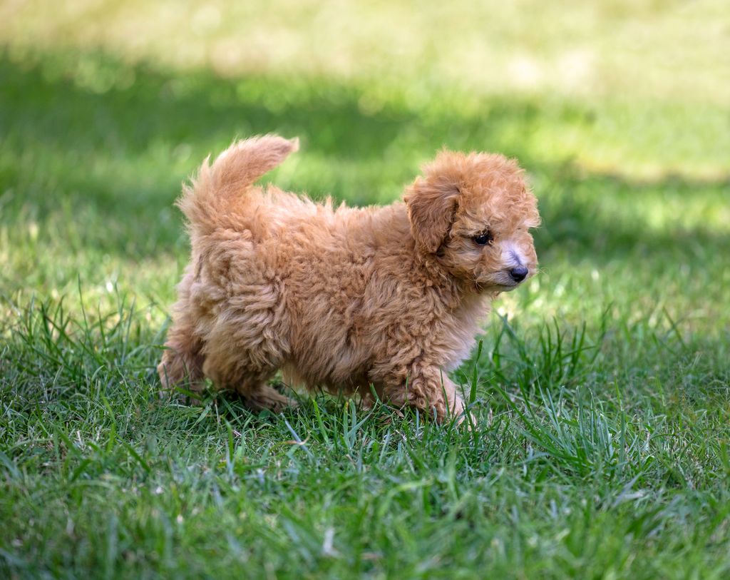 Small toy poodle puppy, walking on green grass