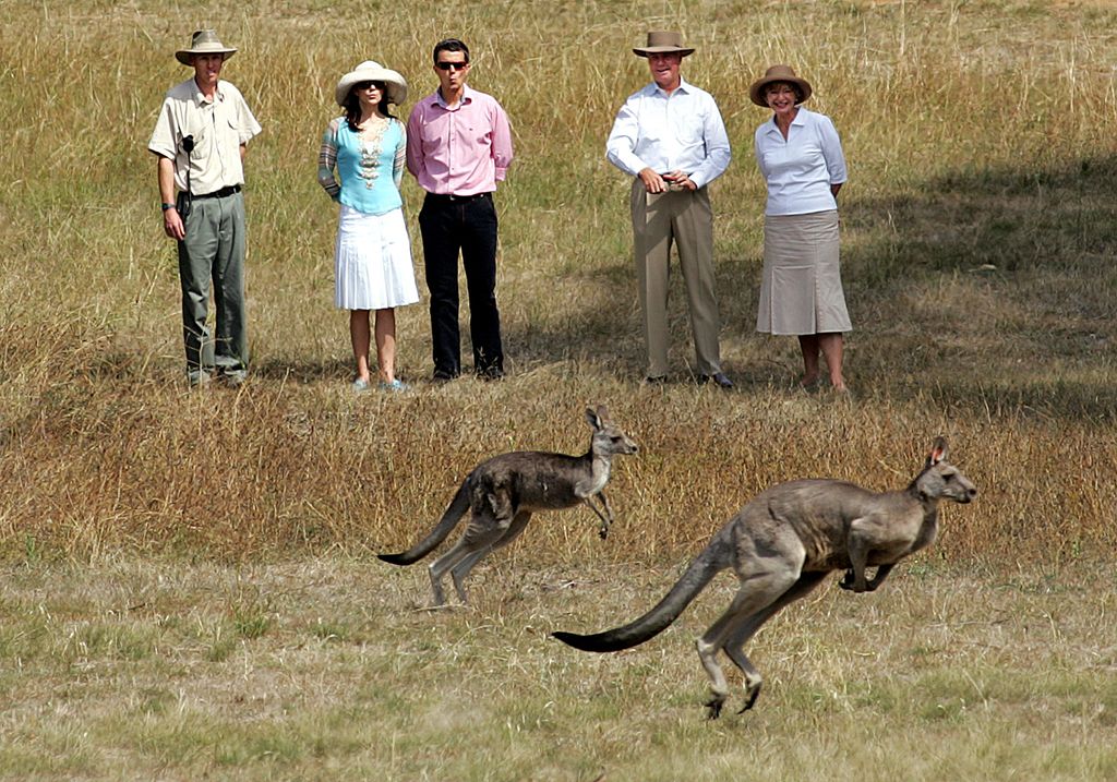 mary looking at kangaroos