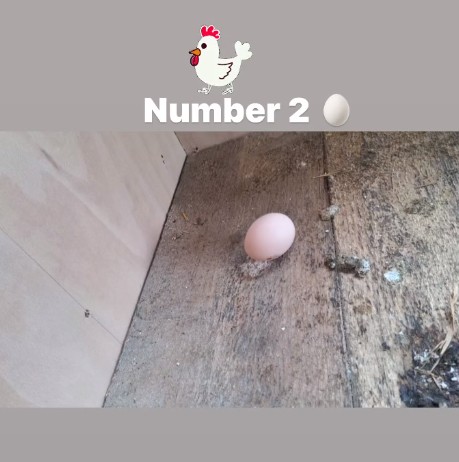 David Beckham shared a photo of the eggs in his chicken coop