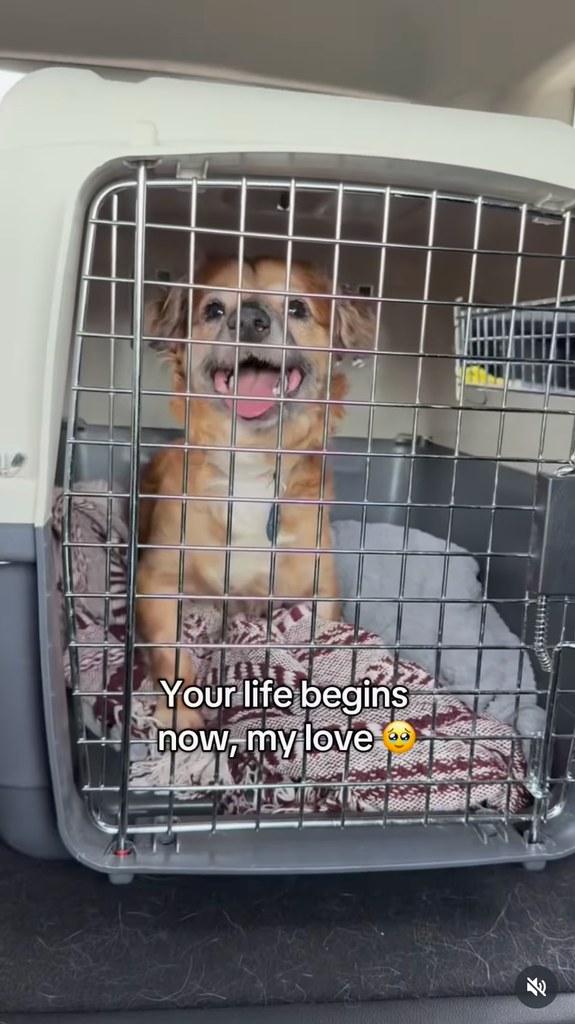 Tiki going home with his new parents