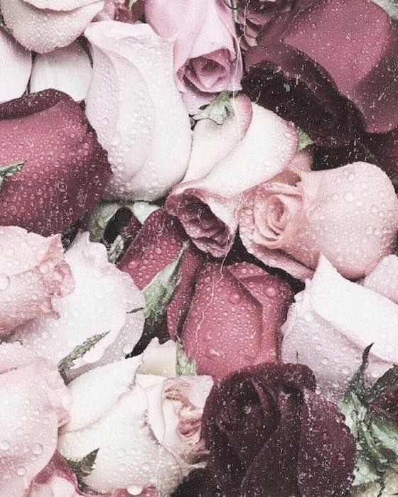 khloe kardashian roses instagram