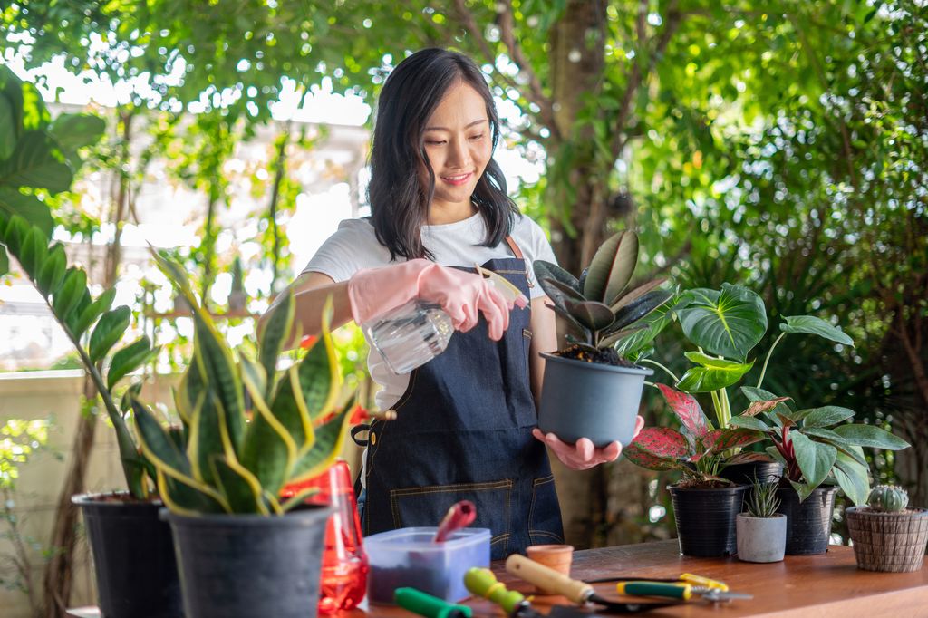Young professional business woman fashion designer holding can watering green plants in pots, pouring, taking care, growing flowers in modern office, creative studio or at home. Gardening concept.
