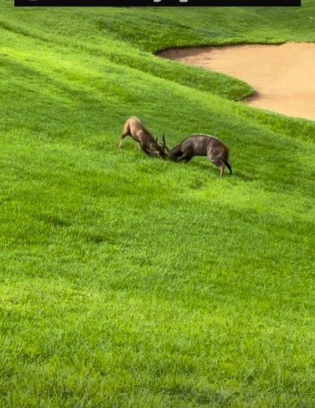 connor cruise golfing two antelopes fighting