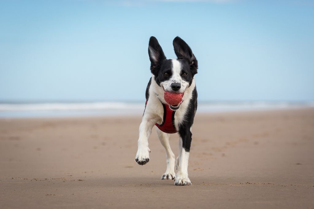 Dog on the beach playing fetch with a ball