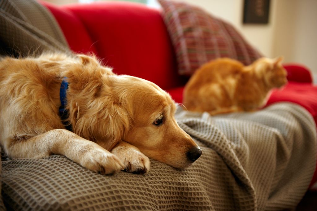 Golden retriever dog with ginger tabby cat resting on sofa