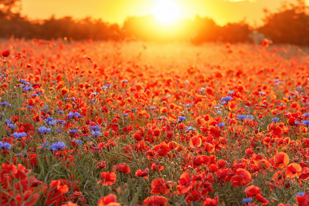 The summer solstice is the longest day of each year, falling between 20 and 22 June