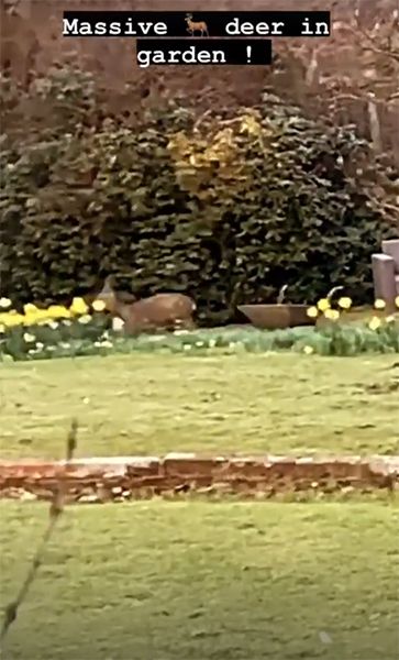 dianne buswell deer in garden