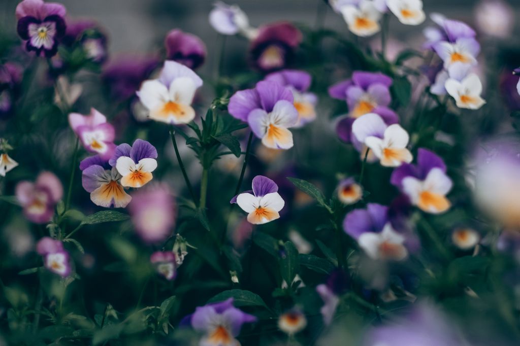 Pansies and violas