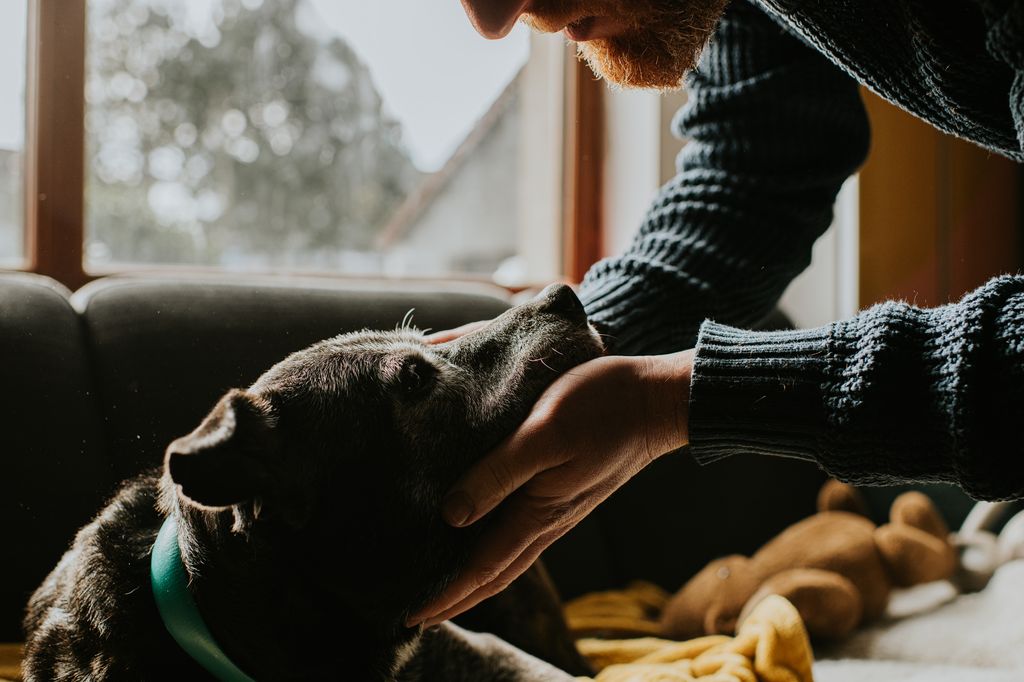 Medivet suggests that using your dog's smell instincts is a good way to make them familiar with the family