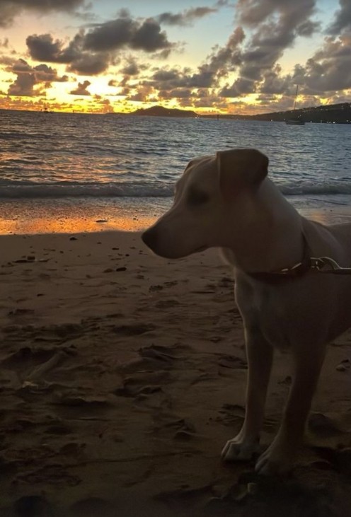 Tori Anderson's puppy on the beach 