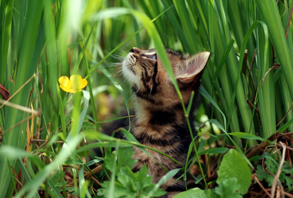 Tabby cat sitting in garden 