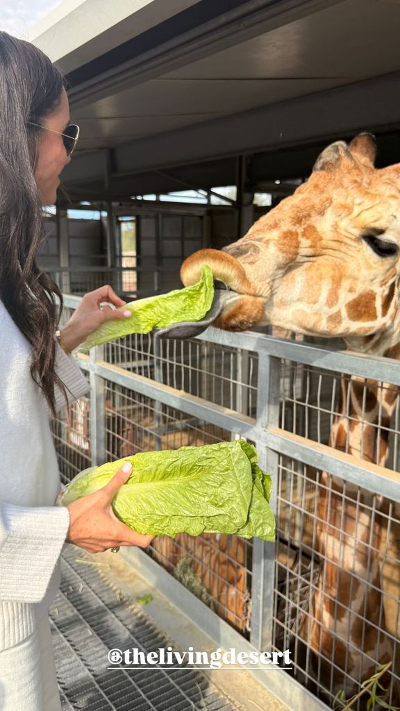 Meghan Markle feeds a giraffe