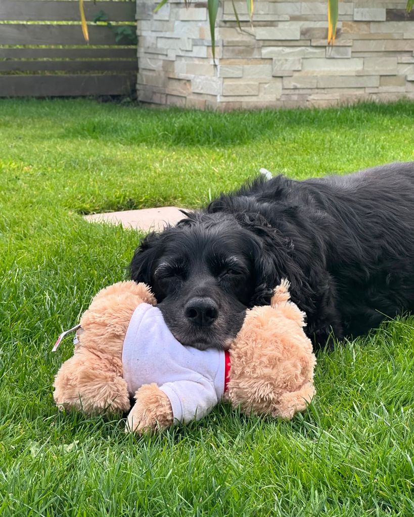 Ollie pictured with Norman's teddy in the summer 