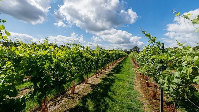 kingscote estate vineyard
