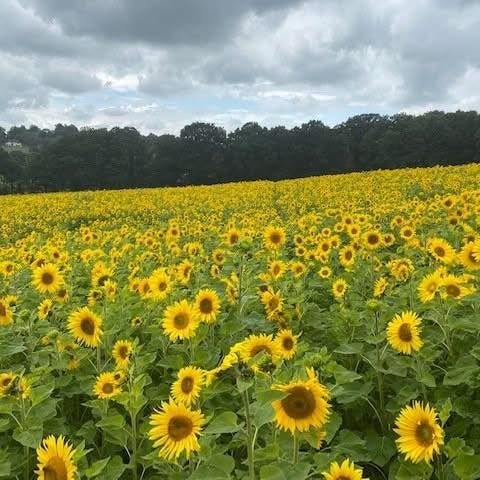 Four Winds Farm, Tunbridge Wells