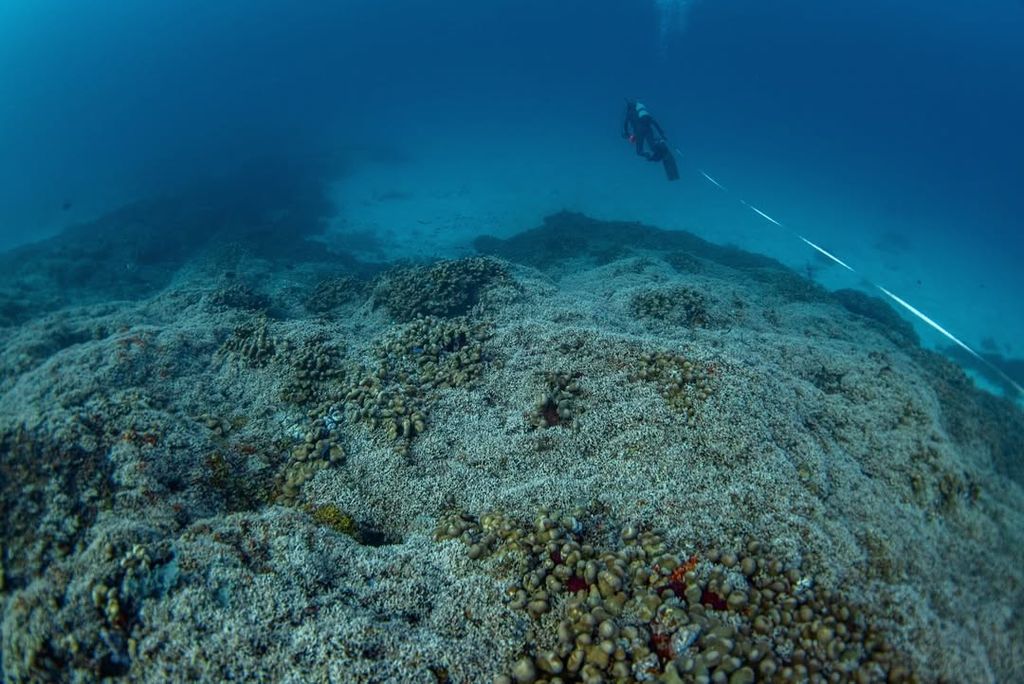 world's largest coral solomon islands