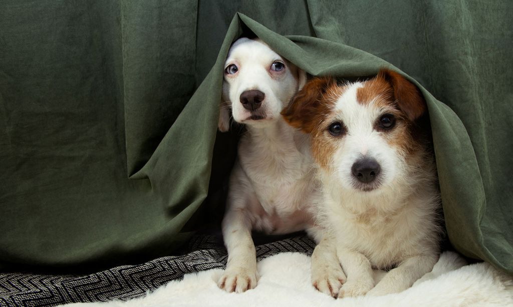 dogs scared firework night