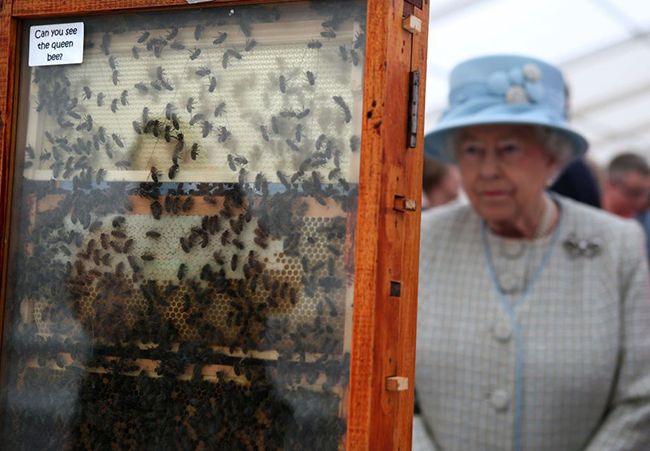 the queen bees