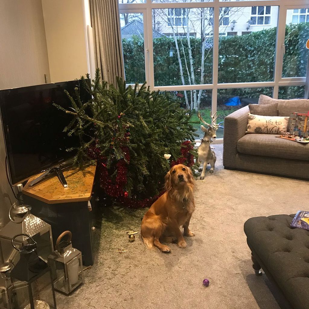 Tina O'Brien's dog in her living room