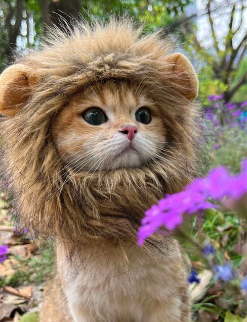 cat lion costume