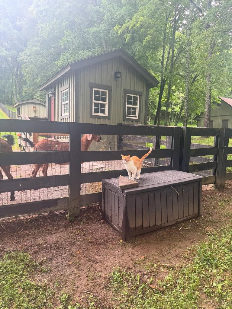 Miranda a publié une nouvelle photo de sa ferme - avec certains de ses nombreux animaux bien-aimés 