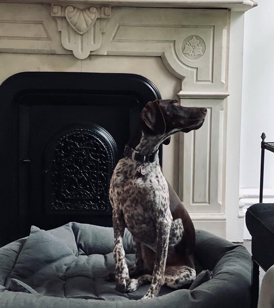 David Muir's dog Axel in his living roo