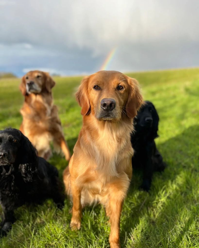 The sweet photo featured four of James' dogs