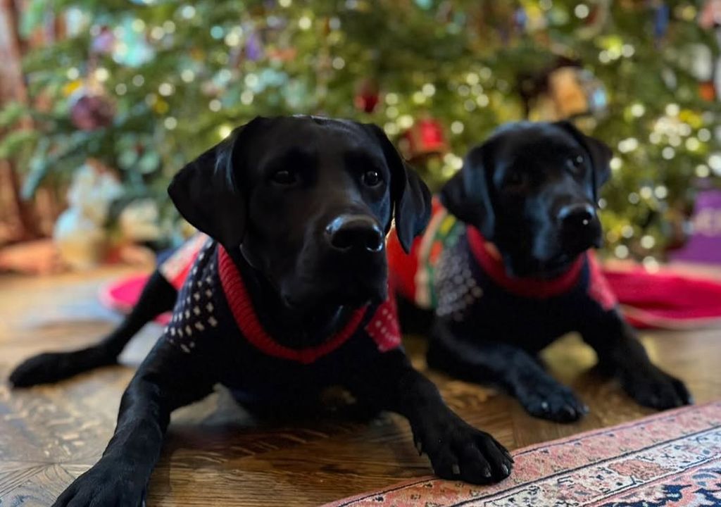 The adorable puppies lay next to the tree