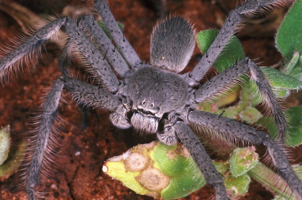 Huntsman spiders are huge