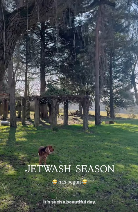 Shot of Stacey's dog standing outside with trees and lawn in the background
