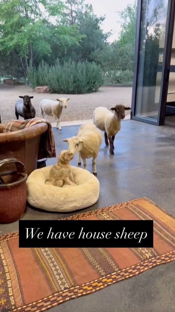 ellen degeneres home