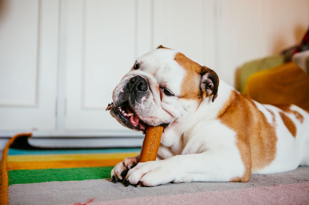 Experts reveal how to stop your dog biting – from puppy stages to adulthood
