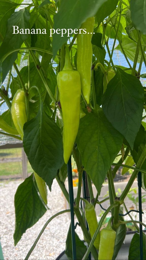 carrie underwood garden photo of banana peppers