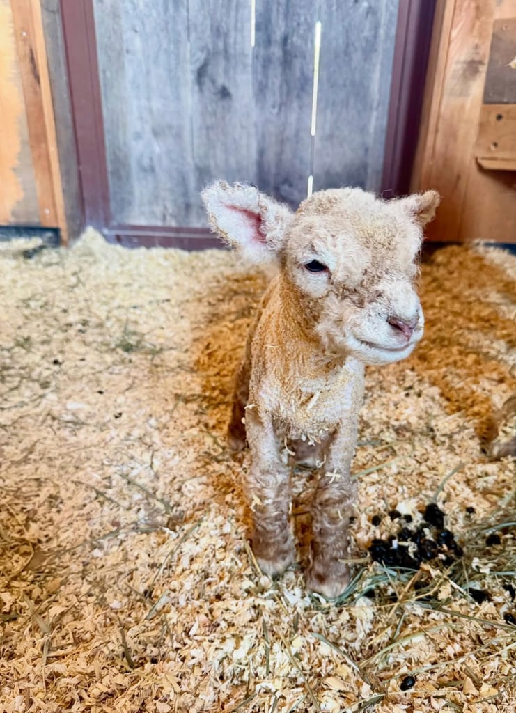 Photo shared by Carrie Underwood with her family's new lamb, born on the day of the American Idol season 23 finale