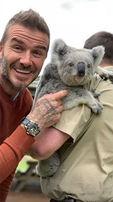 David Beckham koala