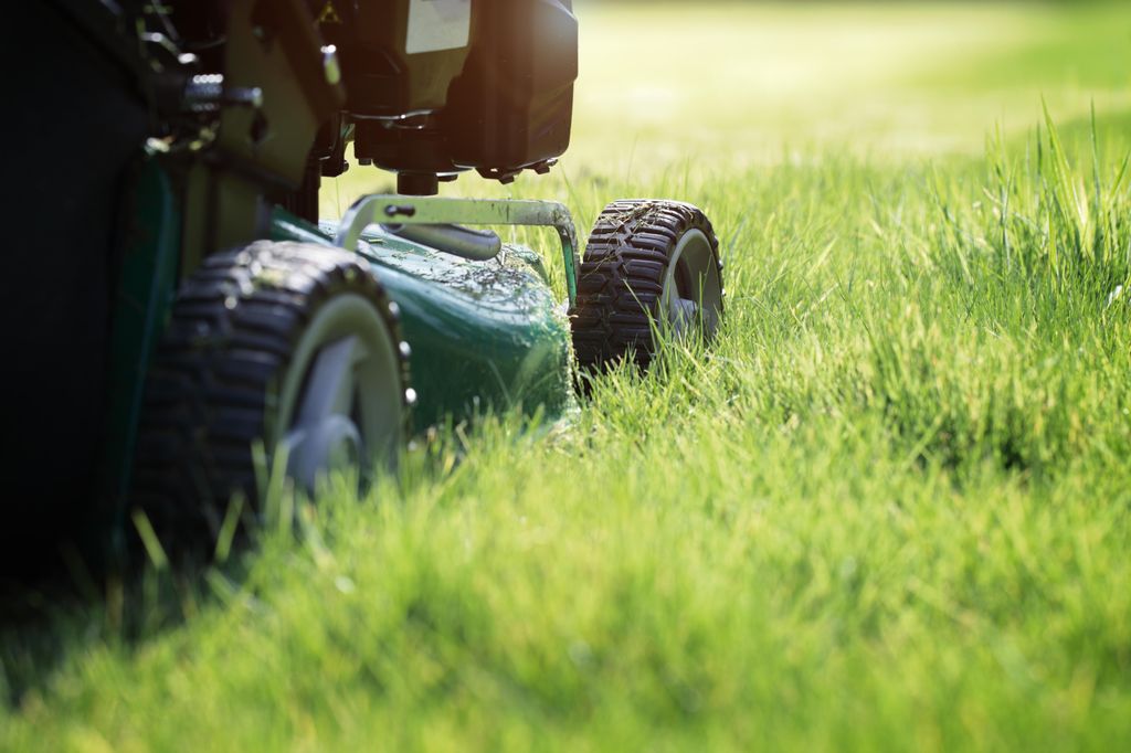 Why you should cut your lawn this Sunday – and the big mistake you’re making