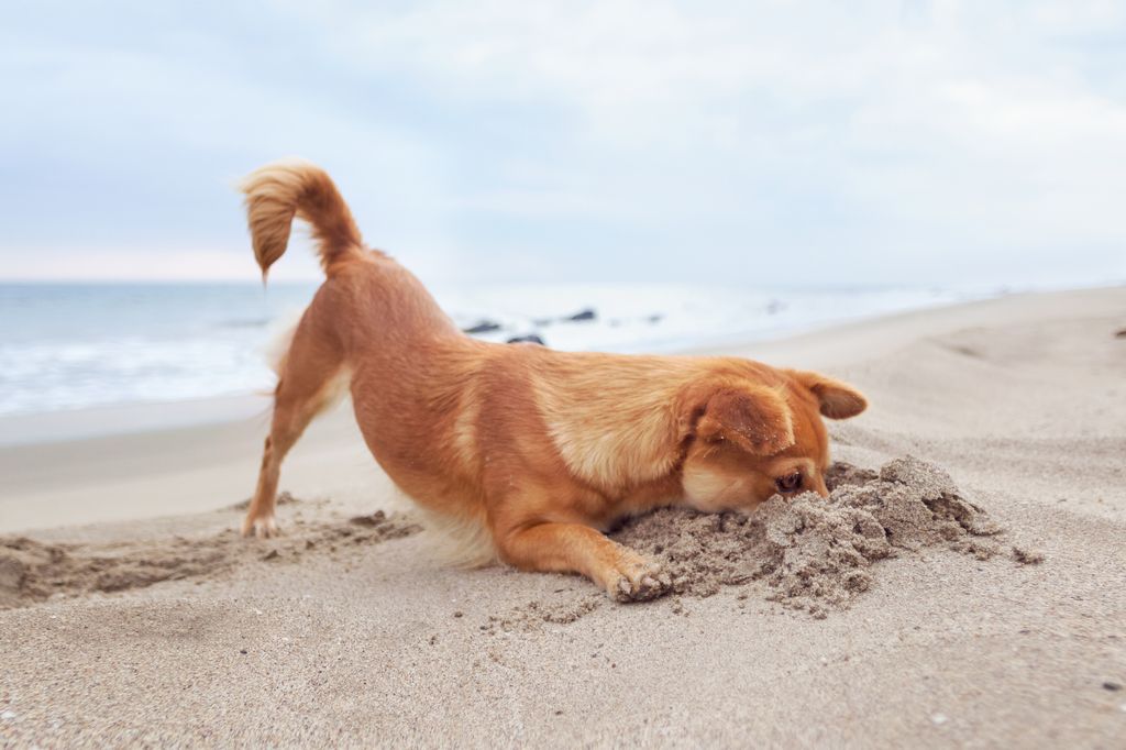 Red dog digging at the beach