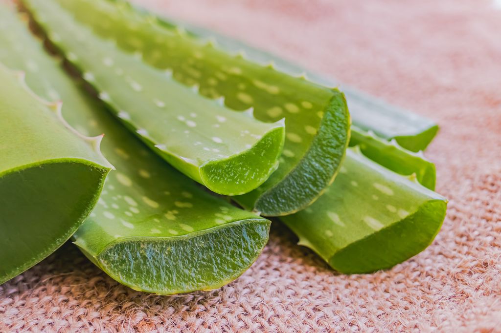 close up of cut green aloe vera stems 