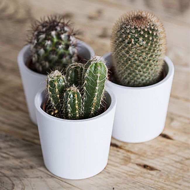 cactus yougarden
