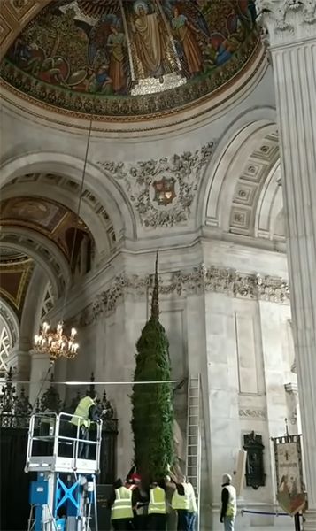 the queen christmas tree st pauls