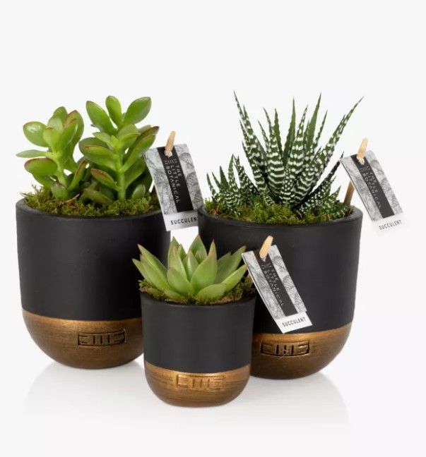 the little botanical succulent plants 