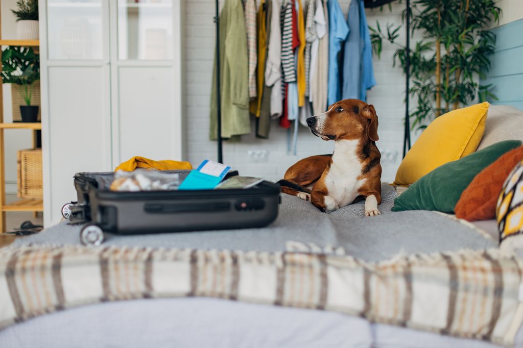 A tame tricolor hound dog lies calmly on the bed in the bedroom, next to the suitcase that its owners are packing for the trip