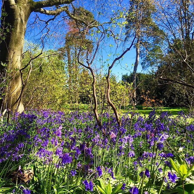 Sandringham Garden Bluebells