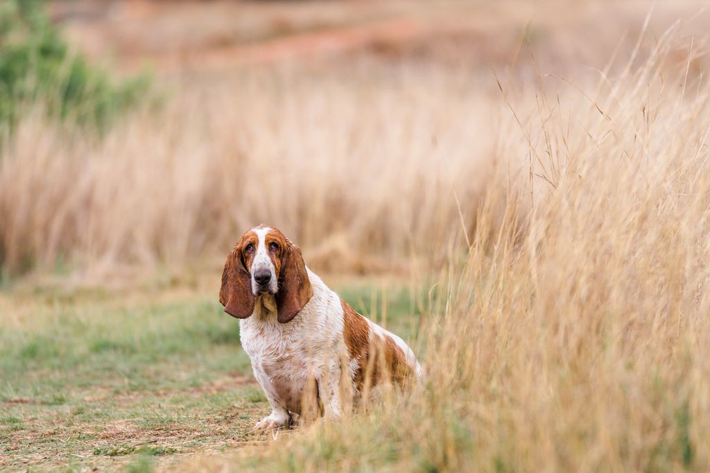 A sitting basset peeks out from behind a clump of grass