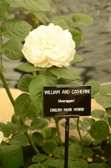 the rose at chelsea flower show
